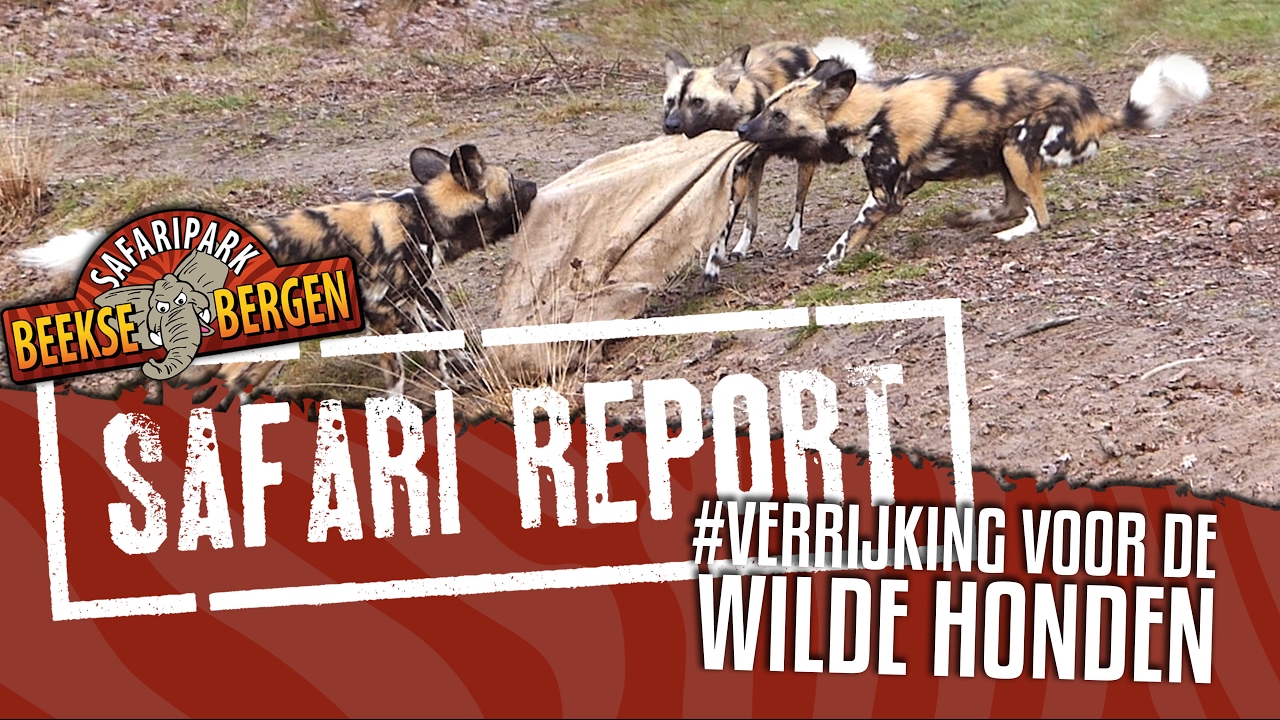 SAFARI REPORT | #48 VERRIJKING VOOR DE WILDE HONDEN