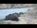 13+ WildLife Alaska Медвежонок умирал в прямом эфире Жалко Bear cub was dying in live It's pity