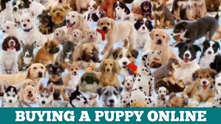 5 Websites for Buying a Puppy Online | Where to Buy a Puppy Online