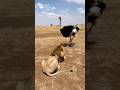 Stay Back! An Ostrich Teasing a Lion