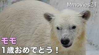 Polar Bear 