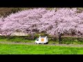 【車中泊】満開。お花見ドライブ｜自作軽トラキャンピングカーの旅