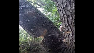 HOW AND WHEN TO BORE CUT, FALLING TREES