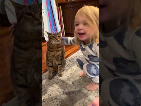 Cat Makes Hilarious Face After Girl Says She Is Happy For Her - 1382632