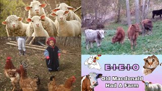 OLD MACDONALD HAD A FARM |SUPER ENGLISH KID SONG |E-I-E-I-O #kid #Song #ingilizce #çoçuk #şarkıları