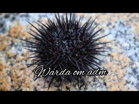 طريقة طهي قنفذ البحر او الدغيميسة(مسخن)How to prepare sea urchin 😋😋 Comment préparer le bouillon d