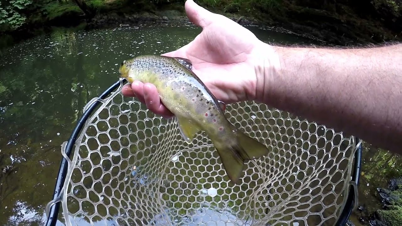 Lure Fishing for Wild Brown Trout. 