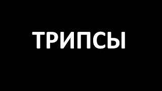 КАК ИЗБАВИТЬСЯ ОТ ТРИПСОВ.