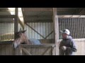 Improving your horses manners in the stall