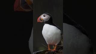 Atlantic Puffin in the Rain - Minute of Wildlife #birds #wildlife #wildlifevideo