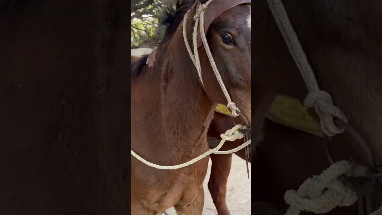 Estrategias acertadas caballos