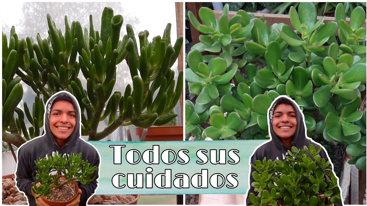 Árbol de Jade y Oreja de Shrek 🌿 SUS CUIDADOS /Crassula ovata - gollum | Cattu!