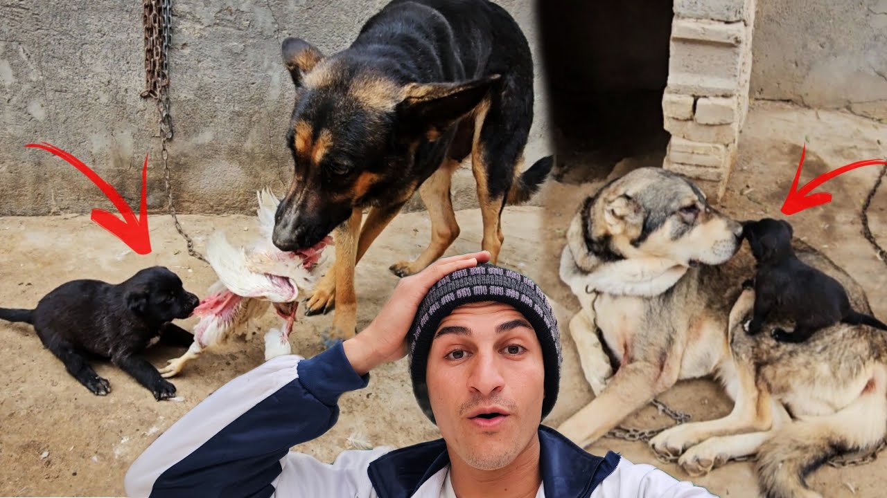 هجوم الطير العملاق على الجرو الصغير !! لوسي صارت أمه وأخذت بثأره 🐶🔥