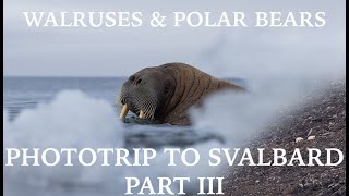 PHOTOTRIP to SVALBARD // Walruses & Polar bears // Part III // Canon EOS R5 by Alfred Lucas 1,451 views 1 year ago 16 minutes