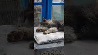 После вкусного обеда... полагается поспать😻 #viral #video #cats