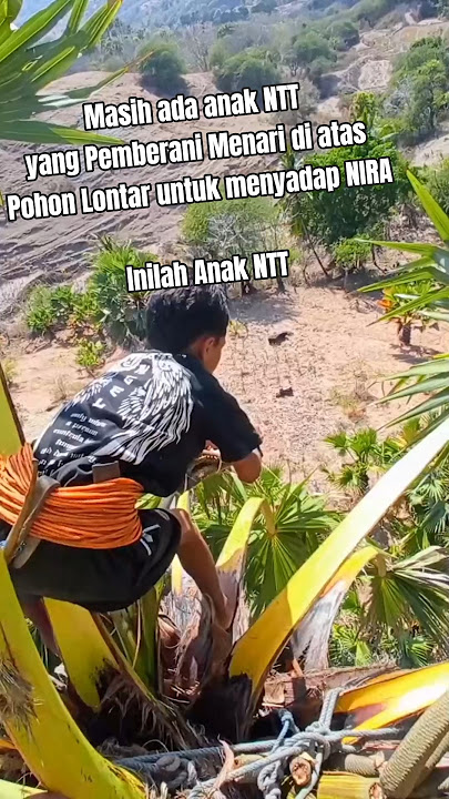 INI ANAK NTT. pak, bukan kaleng-kaleng.. ....video by. @Ricky_Djami06 #budayantt