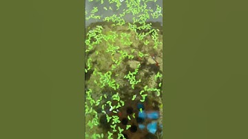 Nuôi cá bảy màu thùng xốp #guppy