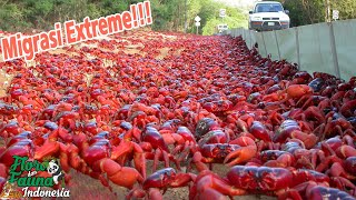 LUAR BIASA!! MIGRASI KEPITING MERAH INI MENYELIMUTI PULAU MENJADI MERAH