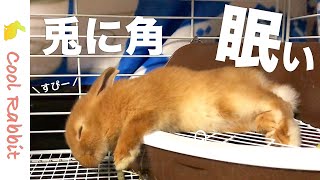 【うさぎ】とにかく眠いウサギの寝姿がたまらなくかわいいです♡【ネザーランドドワーフ】Rabbit vlog #28 Sleepy day