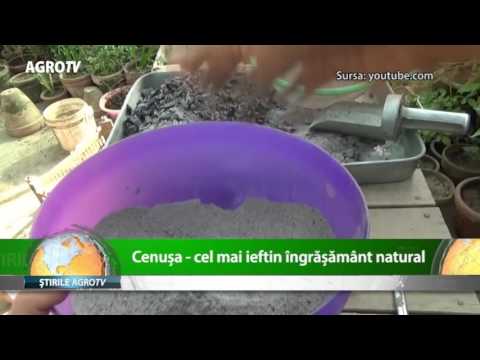 Video: Ierbă Derbennik - Cultivare, Proprietăți Utile, Aplicare