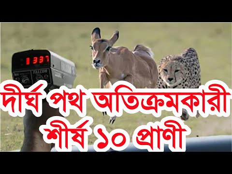 ভিডিও: লেদারব্যাক কচ্ছপ: বর্ণনা, বাসস্থান, জীবনধারা, আকর্ষণীয় তথ্য