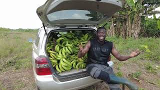 Come Harvest Plantains With Me At Our Farm In Nigeria!