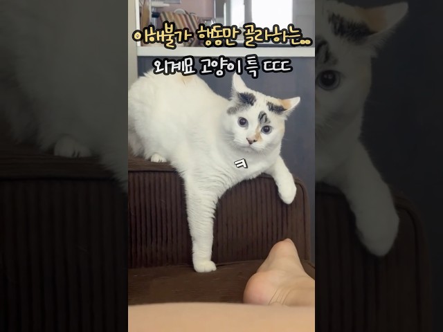 예측불가 행동만 골라하는 고양이 특징 ㄷㄷ