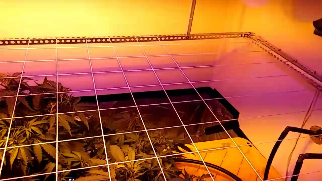 5 King Tuts, 2 Radical O.G. and 1 Skywalker O.G. Kush/