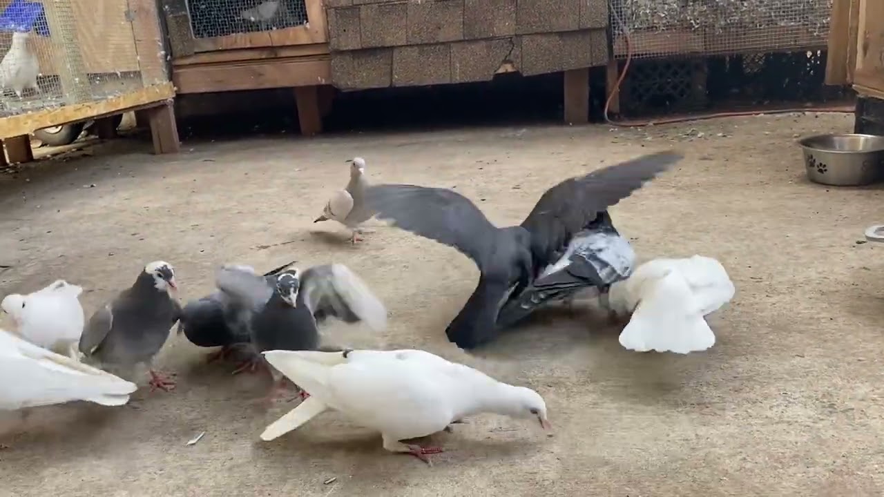 Training day 1 .. tippler pigeons