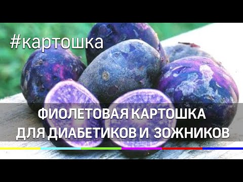 Фиолетовая картошка для диабетиков и сторонников ЗОЖ растёт в Подмосковье