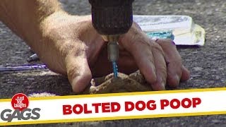 Bolted Dog Poop