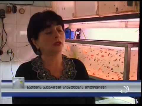 ბათუმის აკვარიუმი სიახლეების მოლოდინში