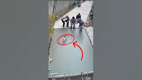 Video 11212431: cat pets cute animals, laugh cute cat funny