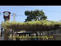 クマンバチがやってきた