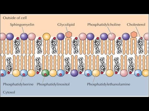 Lipidlerin Kimyasal Yapıları ve Fonksiyonları 1