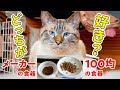 100均の食器とメーカーの食器に同じご飯を入れたら猫はどっちを食べるのか？【夏バテの食欲不振を解消】