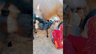 duduu Piyenge shorts cowmilk calf cow youtubeshorts milking viral