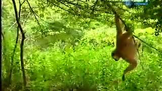 Wong Hutan Mobeda Macan