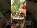 3/26【葉ネギ】植替え　こうすると今年もまた昨年のように1,000本に増えます