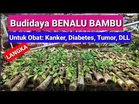 Video: Pohon delima: deskripsi, foto, fitur budidaya