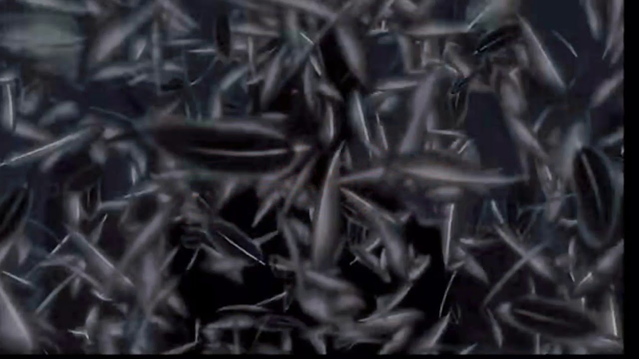 【禁忌の薔薇】黒執事MAD