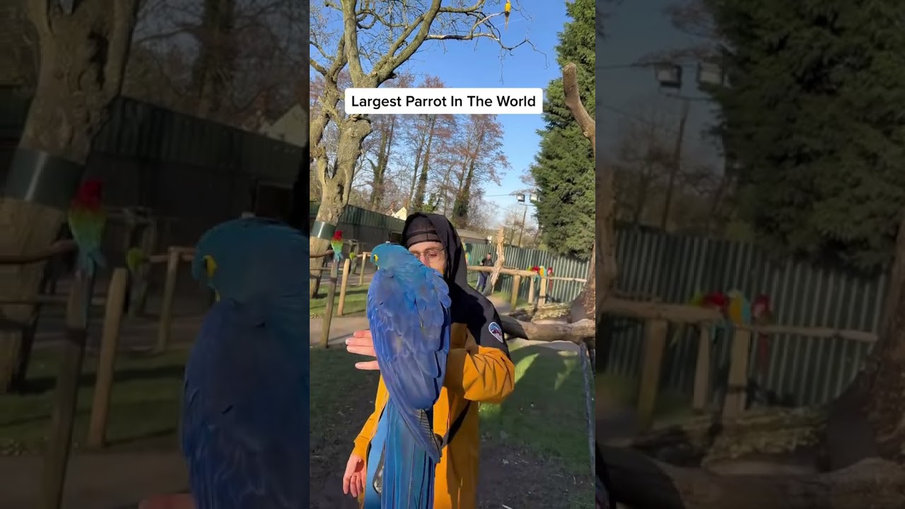 Meet One Of The Largest Parrots In The World Hyacinth Macaw #parrot #hyacinth #macaw