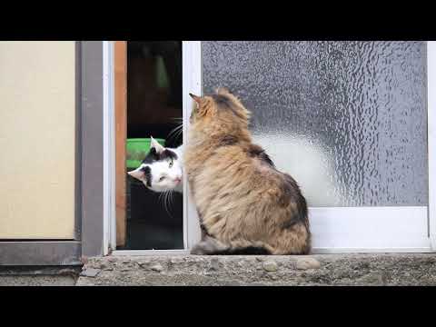 入り口の野良猫　210310