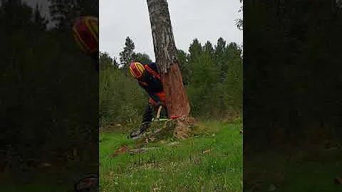 Vilka träd får man fälla?