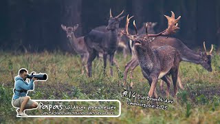 Folge 16 - Die Brunft Der Damhirsche 2025