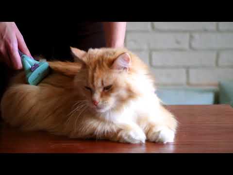 Video: Furminator Pentru Pisici: Argumente Pro și Contra, Cum Să Alegi, Care Sunt Avantajele Față De Un Pieptene, Cum Să îl Folosești Corect, Recenzii, Video