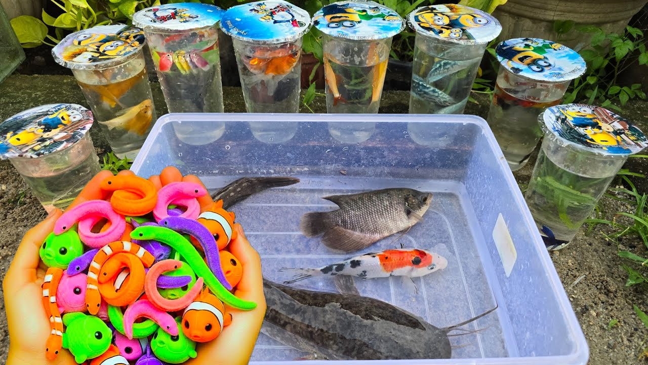 Unboxing Telur Ikan CUPANG, Ikan Mas, Ikan Lele, Ikan Hias, Guppy, Koi, Ikan CHANNA, Belut Moray