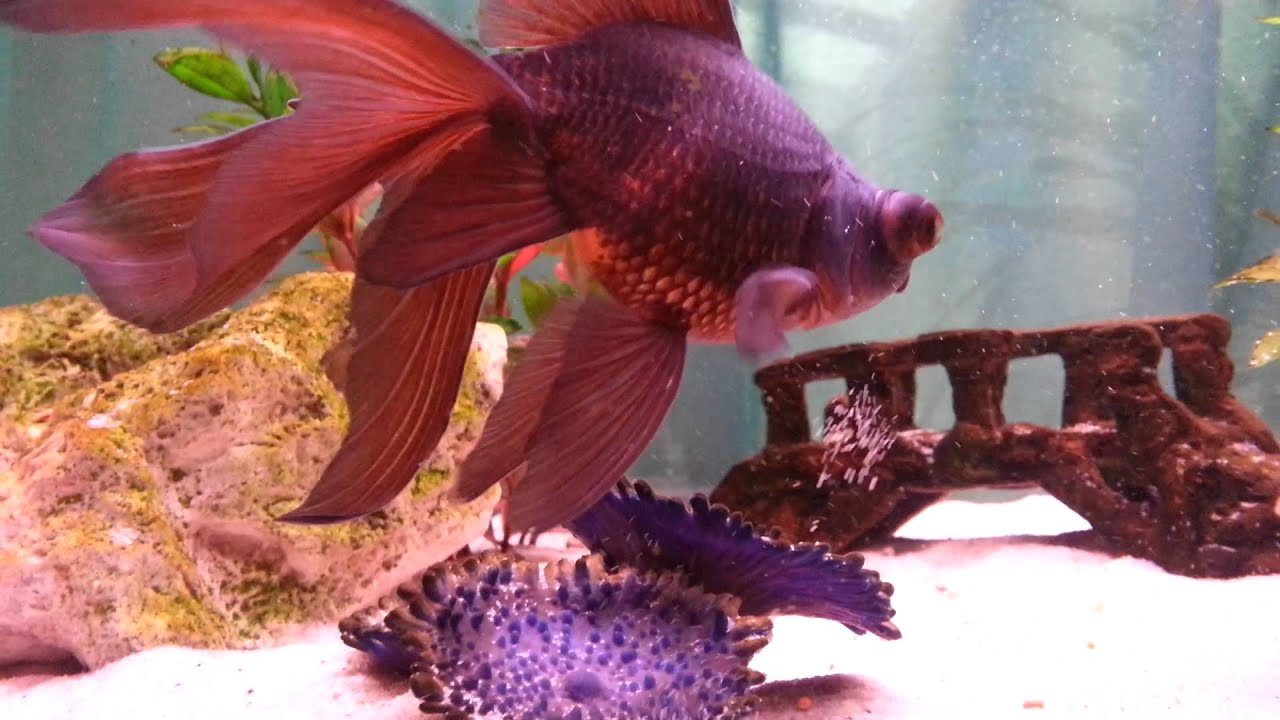 Black Moor in 130 litre tank, with sand substrate. YouTube