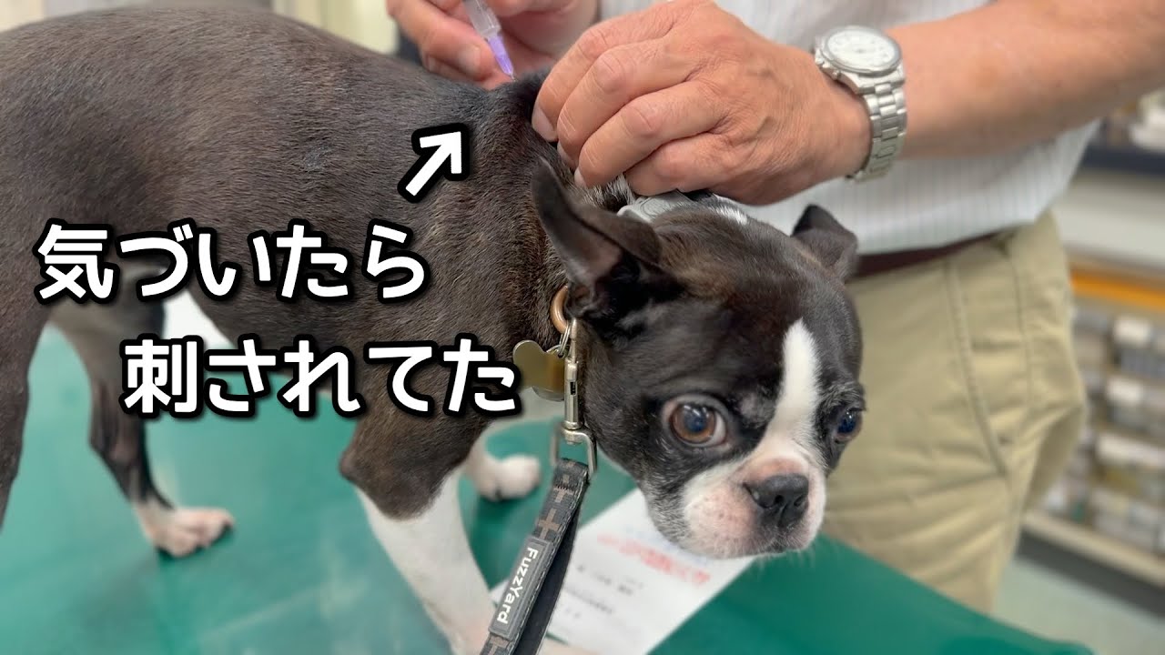 刺されてもまったく動じない犬