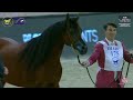 N 175 fa el rasheem   dubai international arabian horse championship 2024   stallions 10 years old